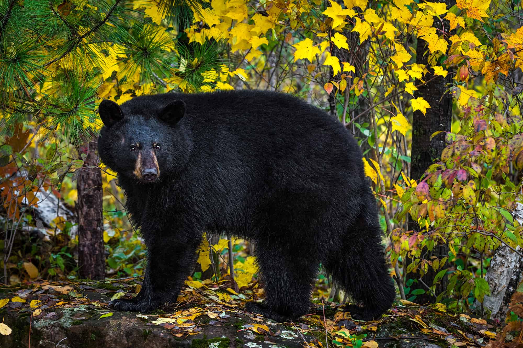 Gấu đen (Ursus Americanus)
