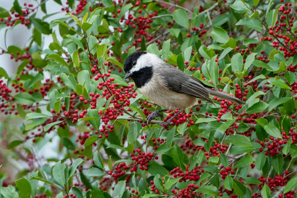 A Carolina Chickadee perching on an American Holly in Louisiana.