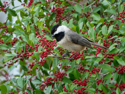 A 8 Birds That Spend Their Winters in South Carolina