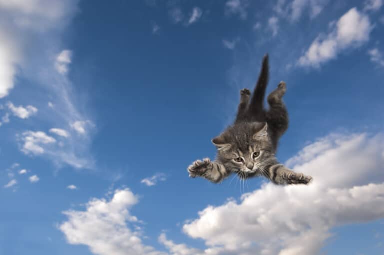 Young Kitten Cat Jumps Through Air