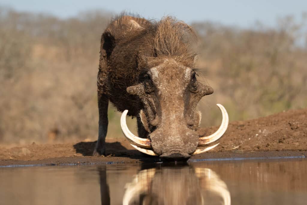 Warthog with huge tuskers drinking by the water's edge