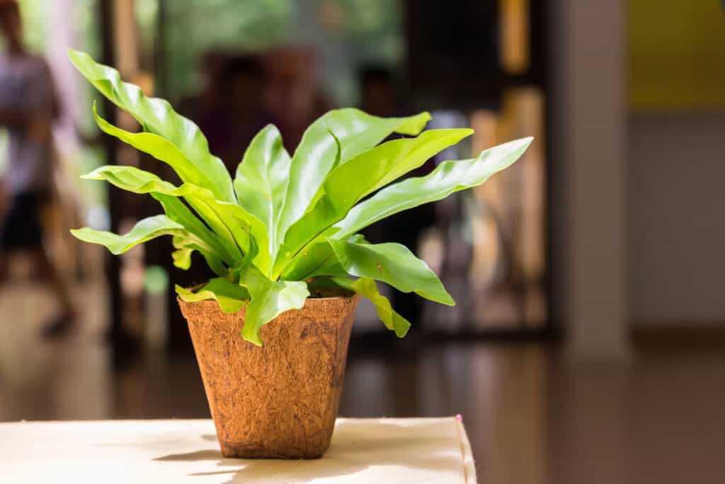 Bird's nest fern in a pot