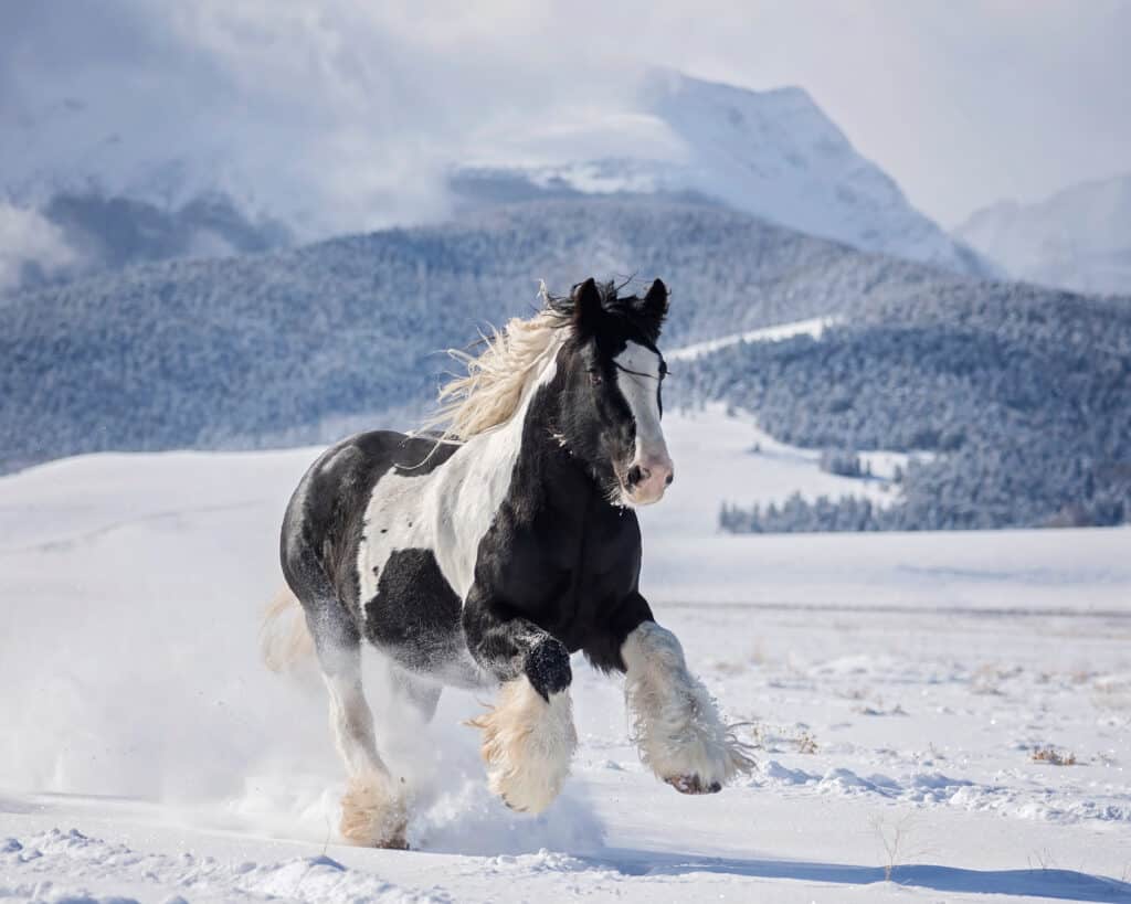 24 Types of Draft Horses Ranked By Their Enormous Size - AZ Animals