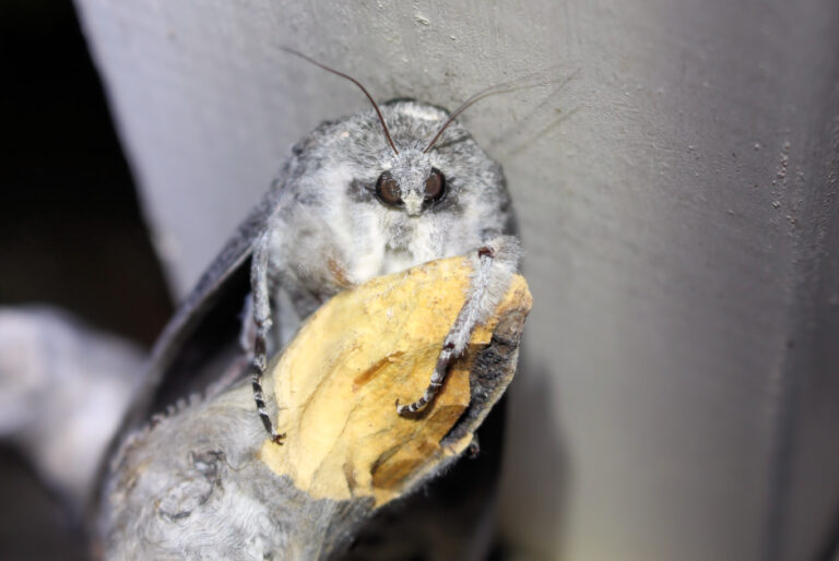 Giant Wood Moth (Endoxyla cinereus) sheltering at night, South Australia