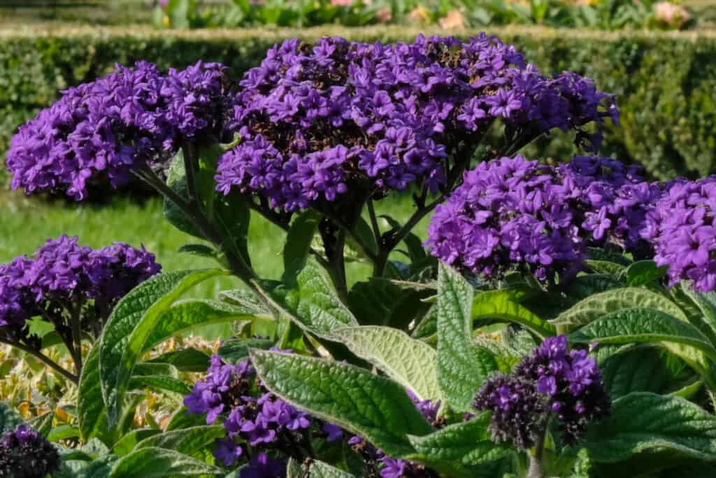 Violet flowers of Heliotropium arborescens (heliotrope)