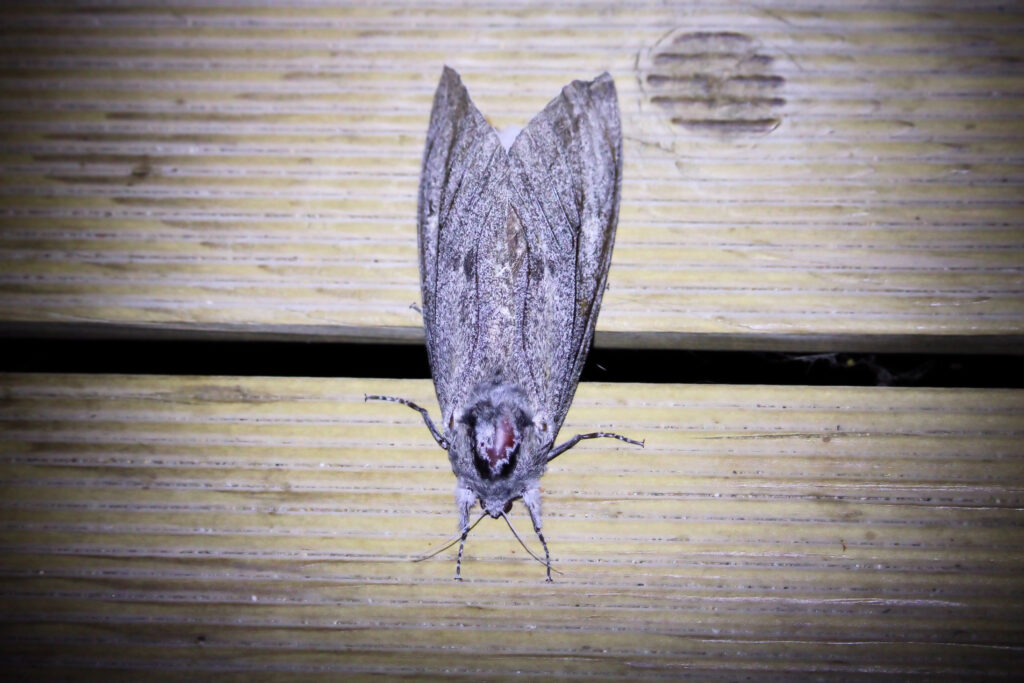 Giant Wood Moth (Endoxyla cinereus) on boards in South Australia.