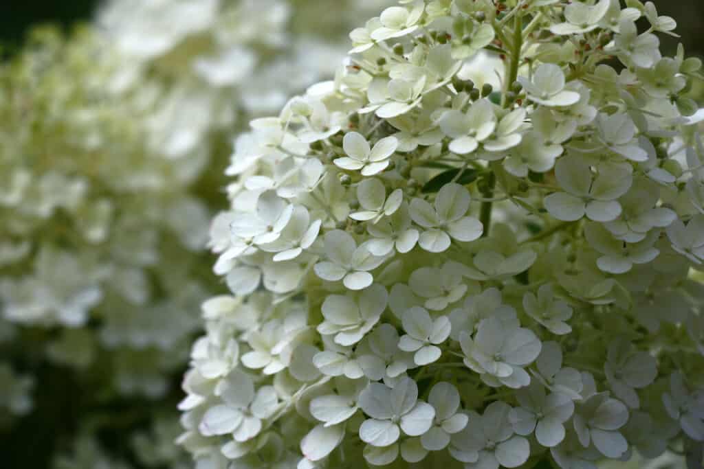 Bobo hydrangea close up