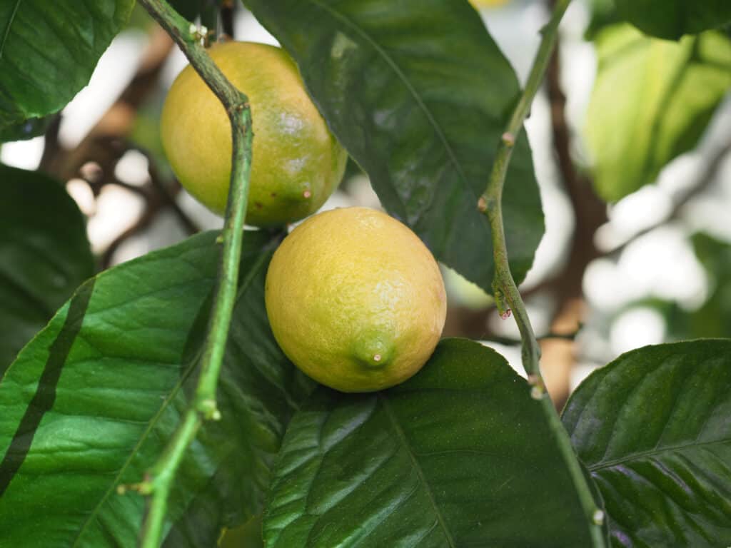 Citrus x limon lemon tree