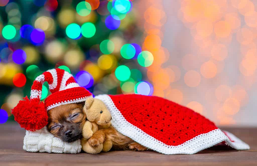 Small puppy sleeping on Christmas
