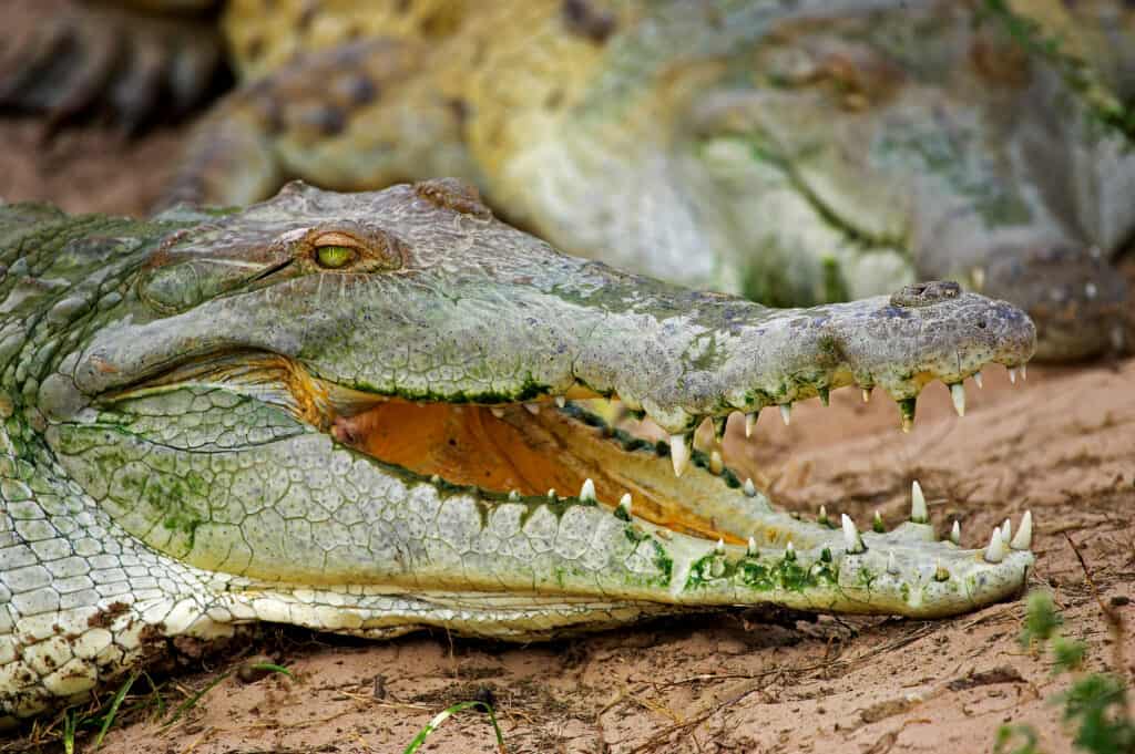 Orinoco crocodile up close