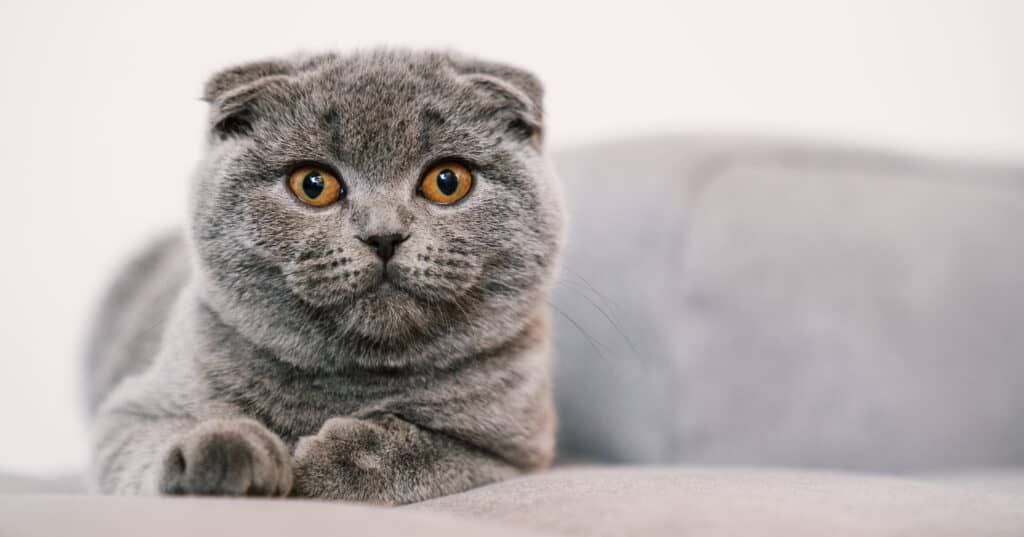 Scottish fold cat