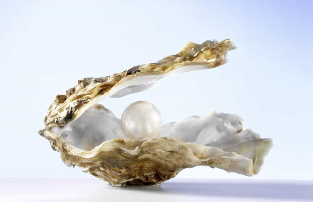 opened oyster shell with a large pearl in it. Light shines on oyster shell and pearl from back of frame. Background is blues and white.
