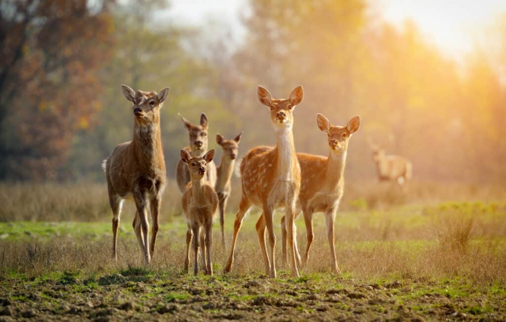 white tailed deer