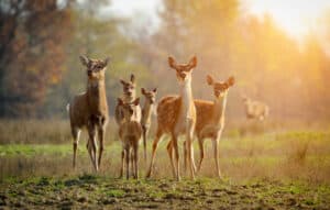 What Is a Group of Deer Called? Picture