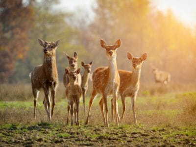 A Deer Season In Michigan: Everything You Need To Know To Be Prepared
