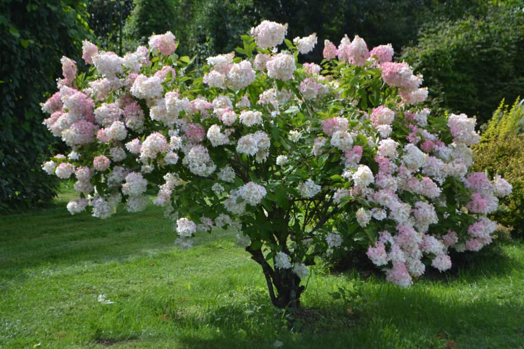 hydrangea tree with pale pink and white blooms