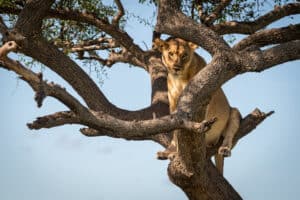 Watch What Happens When a Lion Scales a Tree to Catch a Leopard and Gets Stuck Picture