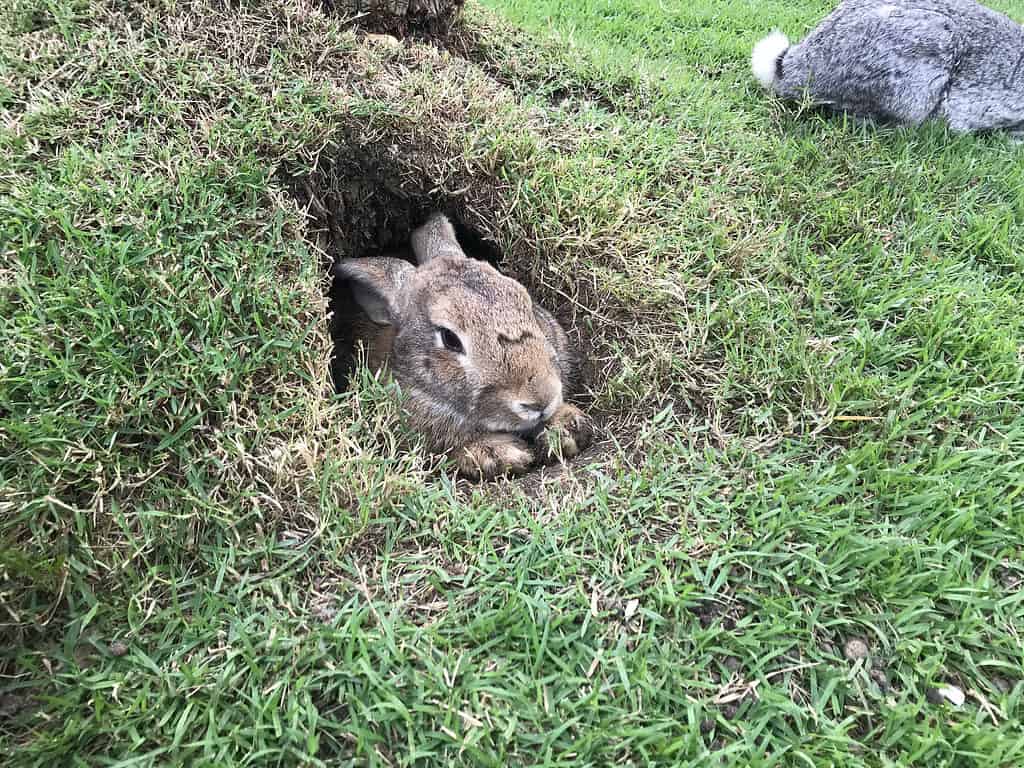 Wild rabbit in a burrow