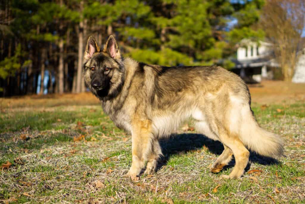 Shiloh Shepherd