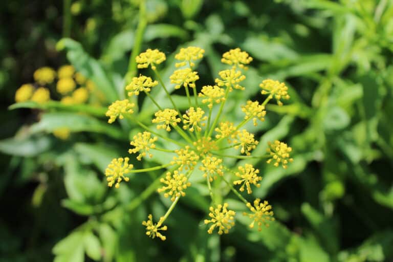 Golden Alexander plant