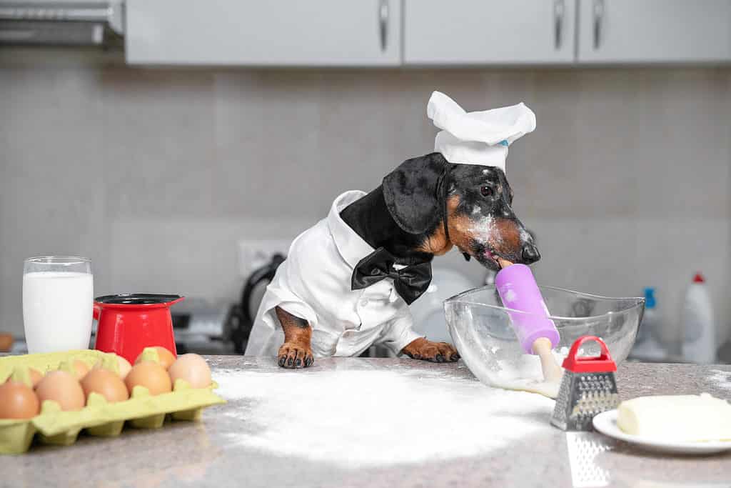 Dachshund dog acting like a baker with flour
