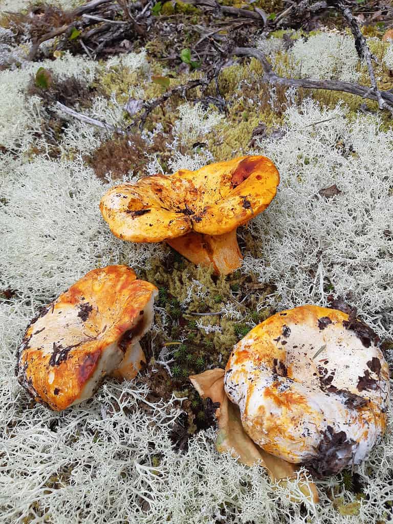 Lobster mushrooms growing among lichen