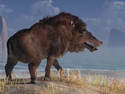 A Andrewsarchus mongoliensis