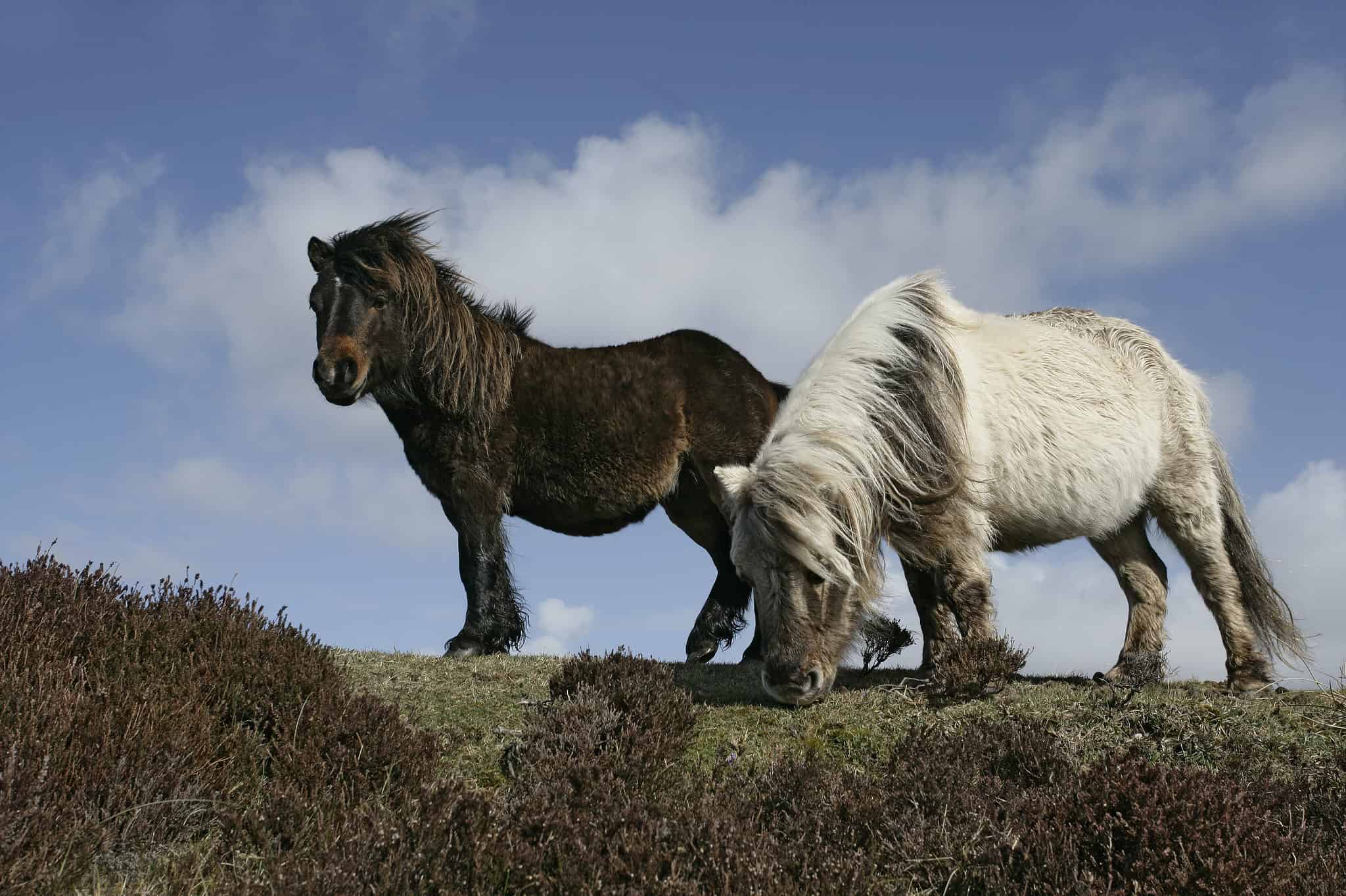 A Complete Guide To Popular Pony Breeds A Z Animals Slideshows
