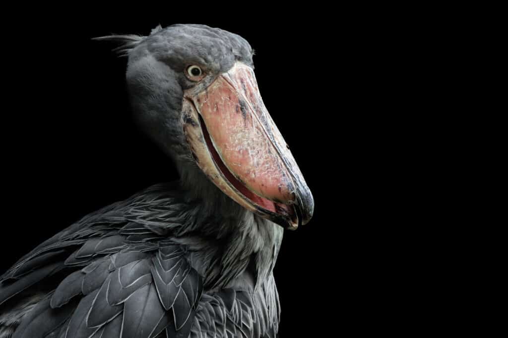 A,Shoebill,(balaeniceps,Rex),Stork,Standing,Surrounded,By,Plants,And