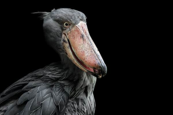 10 Key Facts About Shoebill Storks - A-Z Animals