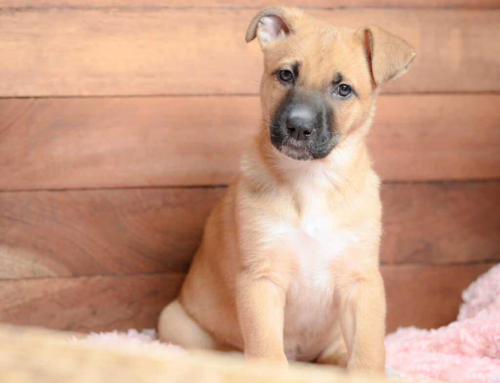 black mouth cur puppy