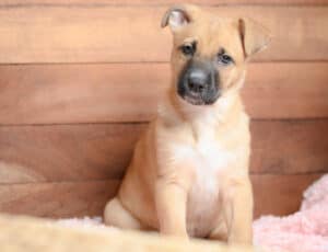 Black Mouth Cur Prices in 2024: Purchase Cost, Vet Bills, and More! Picture