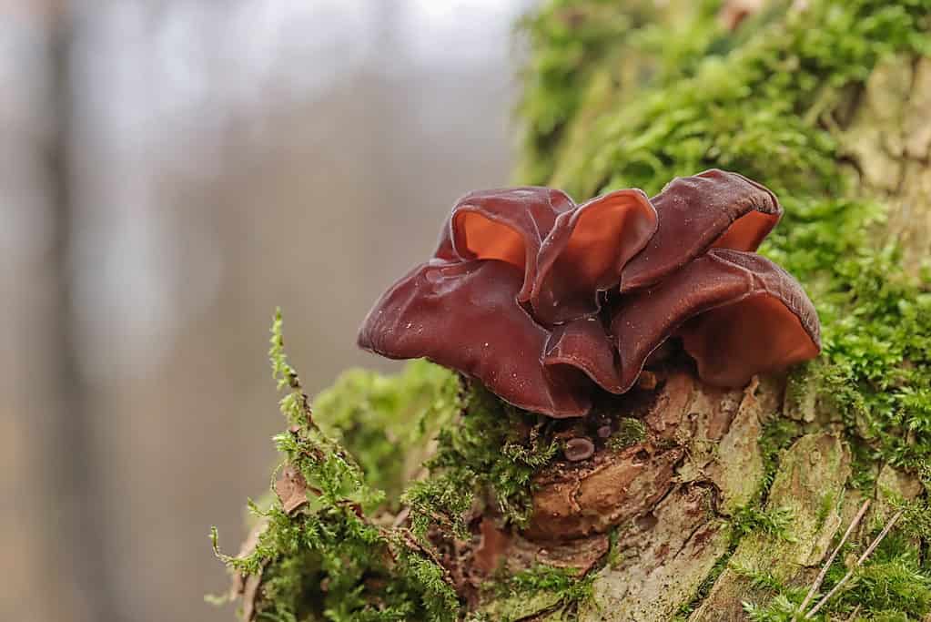 The auricularia auricula-judae or wood ear mushroom growing on a piece of decaying wood