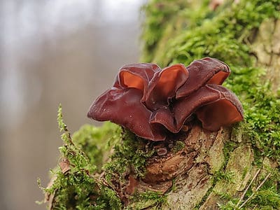 A 10 Wild Mushrooms Found in Winter