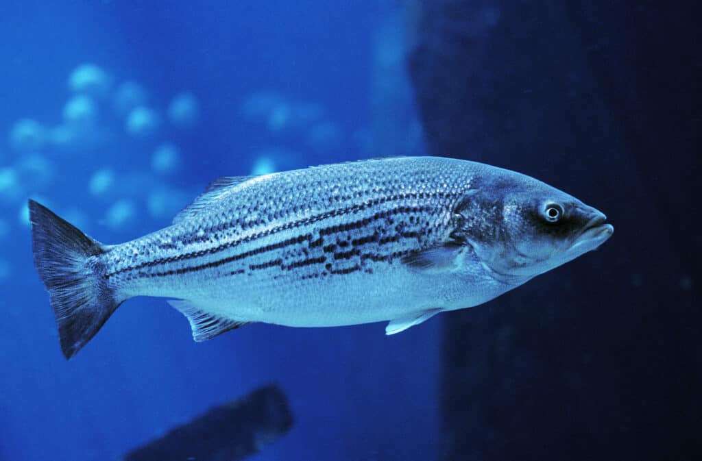 Full frame of silver / blue striped bass in water, appears to be an aquarium. very blue background.