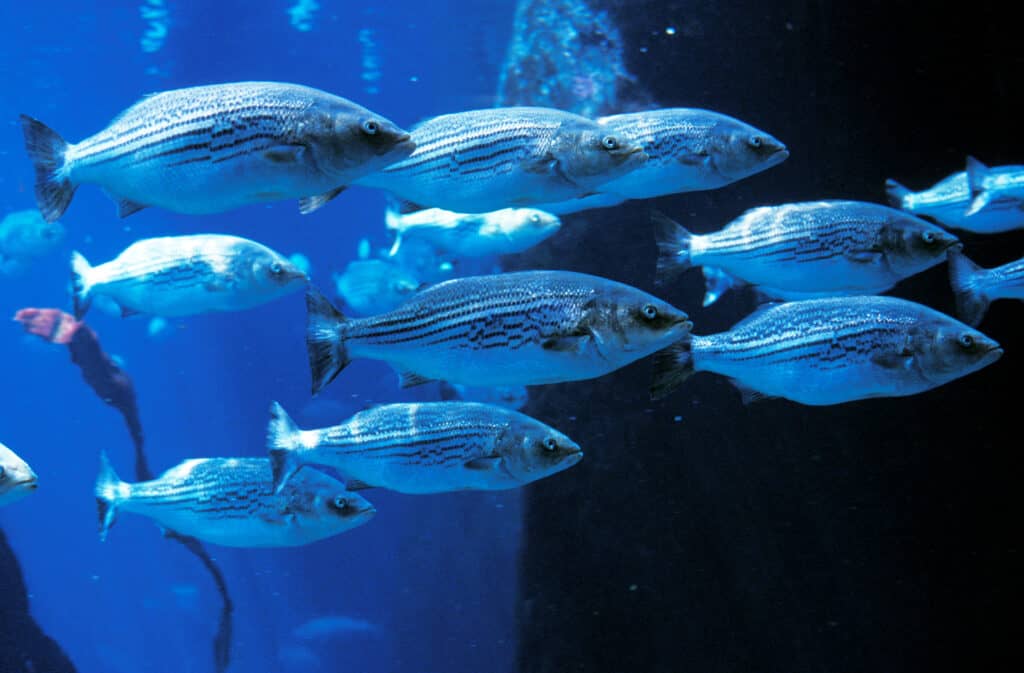 A shoal (school) of glue/silver striped bass swimming in an aquarium with a background that is very blue on the left side of the frame, and almost black on the right.