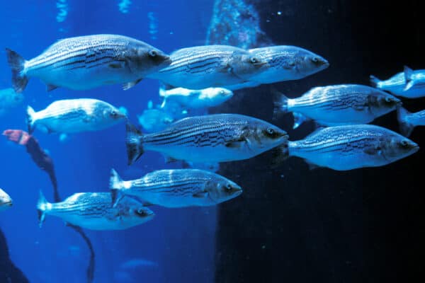 A shoal (school) of glue/silver striped bass swimming in an aquarium with a background that is very blue on the left side of the frame, and almost black on the right.