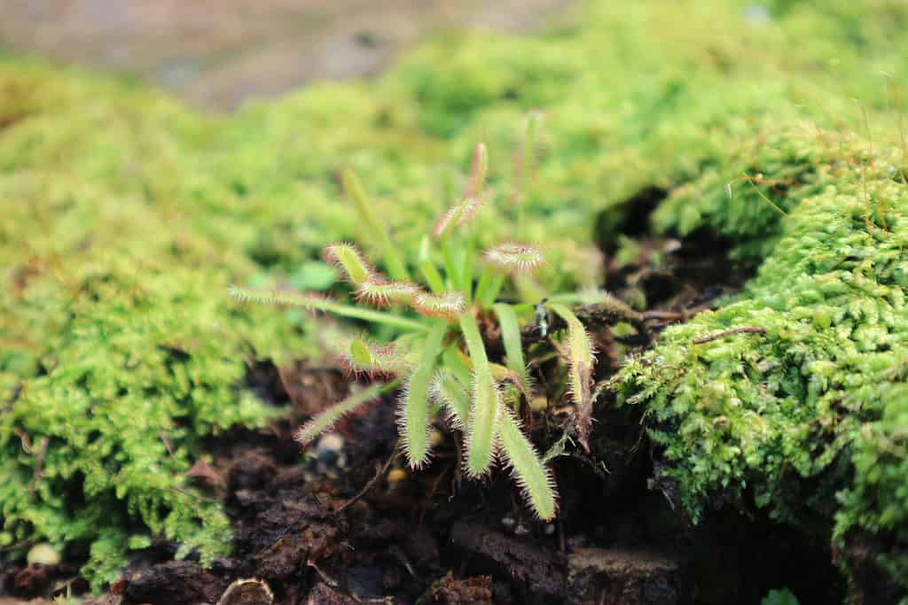 Moss b being divided for propagation. Mostly green frame with focus on on small piece of moss that has been pulled away from the rest. some dirt is visible lower frame. 