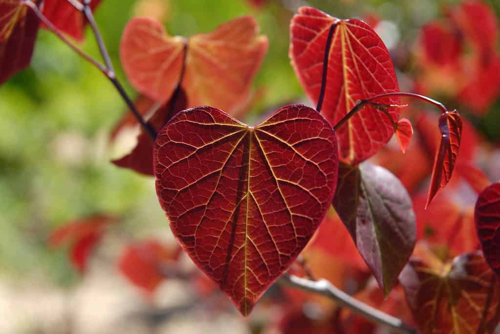 Vivid red Forest pansy redbud leaves. Eastern redbuds thrive in the shade or sun. 