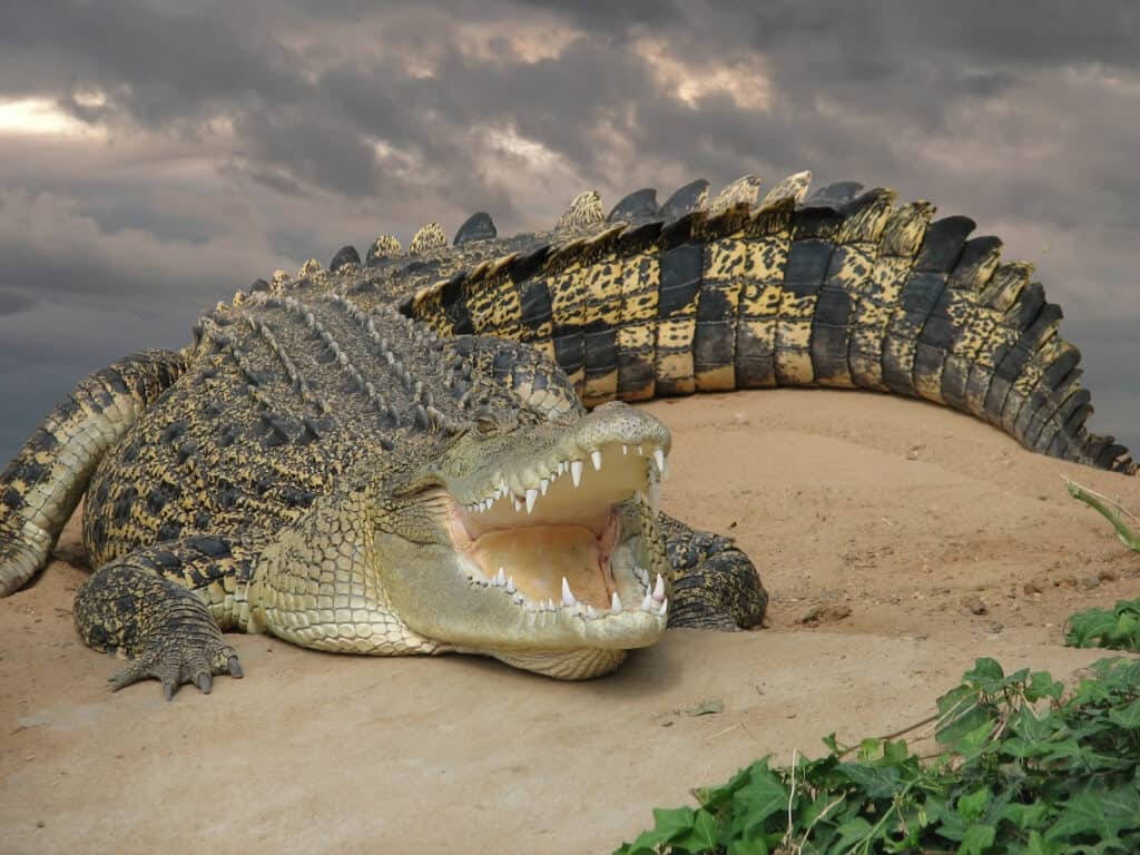Saltwater crocodile has a stronger bite force than a Nile crocodile.