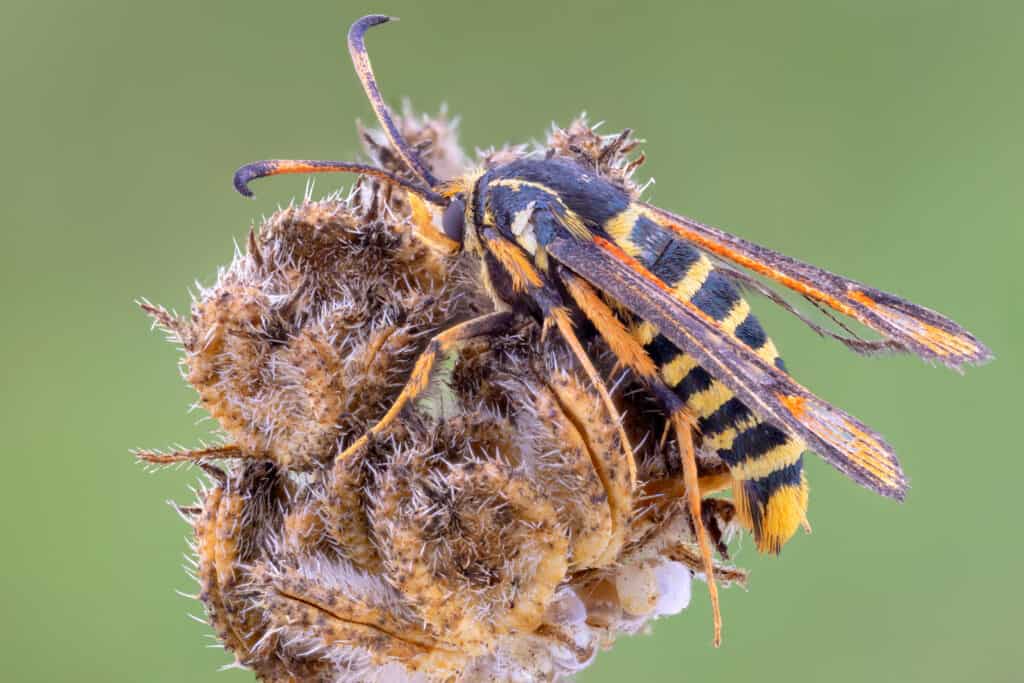 raspberry crown borer