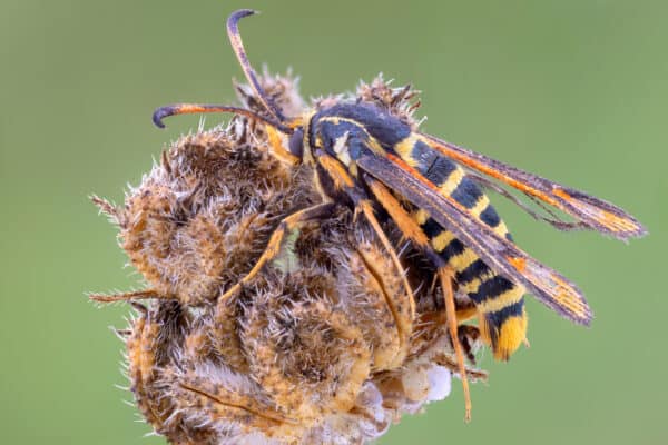 The raspberry crown borer is a type of moth with yellow and black stripes on its body.