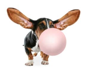 Can Dogs Eat Gum? Picture