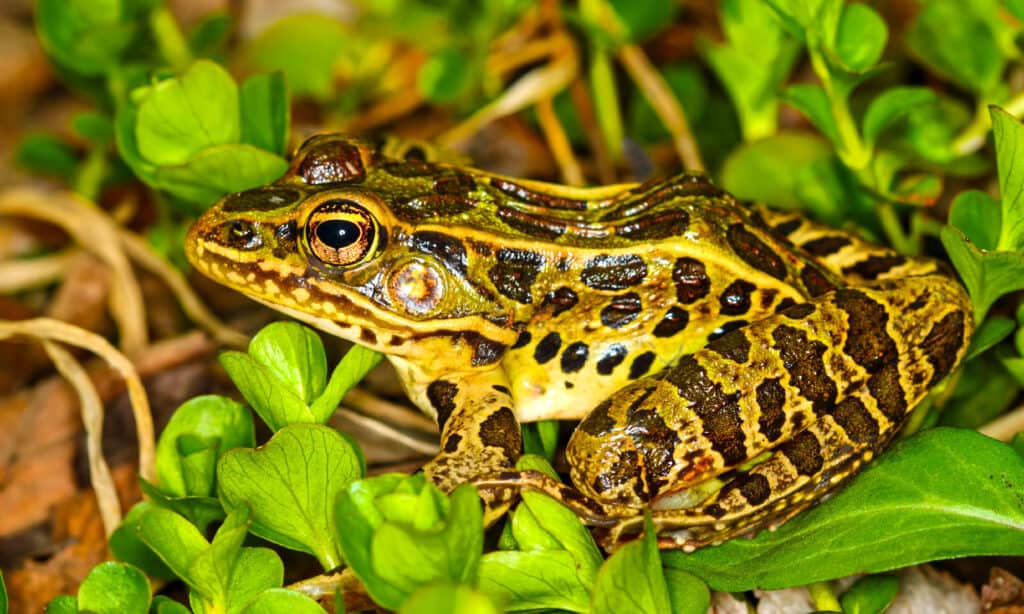 Large Frogs In Florida