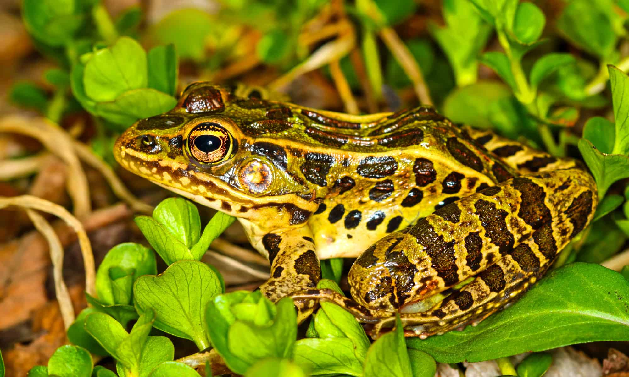 Northern Leopard Frog