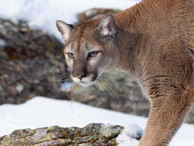 A Mountain Lions in Illinois