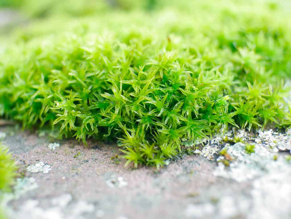 macro ove irish moss (sagina subulata). It is very green with slender leaves. The plant is beginning to creep out onto a paved pathway thet is visible in the lower frame. Though no flowers are evident on the plant, many tiny white pelts litter the frame. suggesting that the plant was recently in flower. 