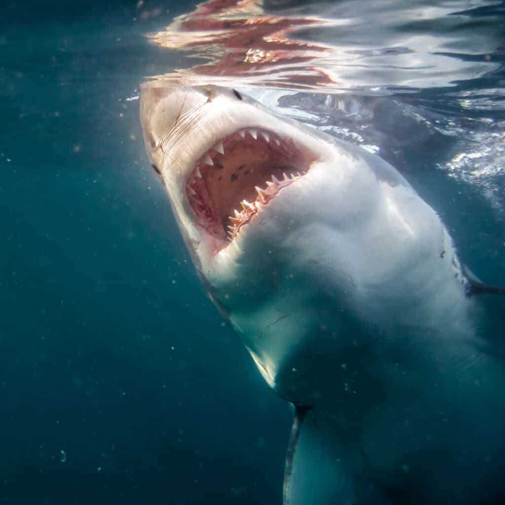 A great white shark close to the surface shows off its huge mouth and sharp teeth