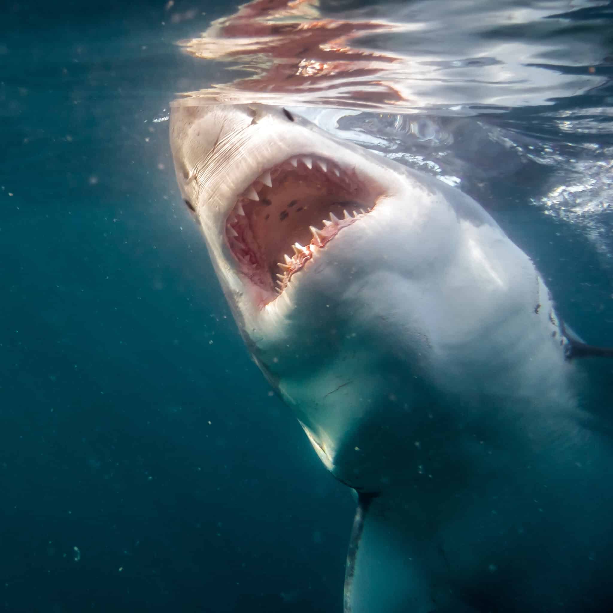 Meet 'Scarface' - The Massive Great White Shark Nearly the Size of a