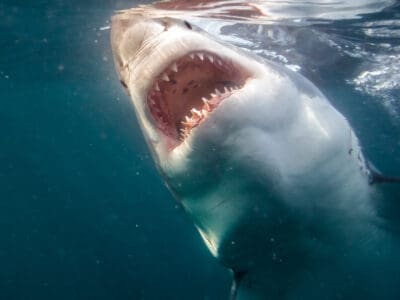 A Meet ‘Scarface’ – The Massive Great White Shark Nearly the Size of a Car